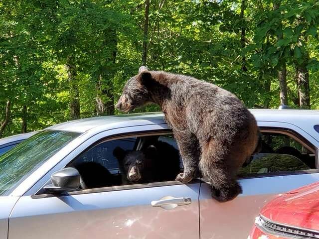 Mężczyzna nie zamknął szyby w samochodzie. Brakowało niewiele, żeby niedźwiedzia rodzina ukradła auto