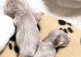 Kobieta znalazła przedwcześnie urodzone kocięta, z których jeden miał wadę tylnych łap