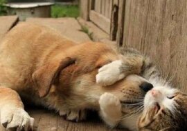 Jak bezdomna kotka opiekowała się zagubionym szczeniakiem