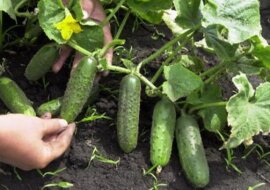 2 rodzaje najbardziej wartościowych nawozu dla ogórków