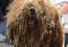 Zaniedbany pies Bob przechodzi niesamowitą metamorfozę. Zobacz