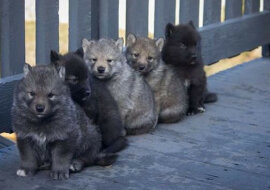 Małe dzikie zwierzęta, które wzruszą każdego