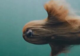 Czy to jest ptak? Czy to jest samolot? Tajemnicze stworzenie podobne do Chewbacca pływa pod wodą - wideo
