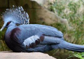 Niesamowity koronowany gołąb jest wybitnie piękny