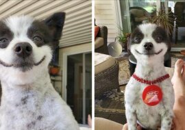 Pies Shawi nigdy nie przestaje się uśmiechać