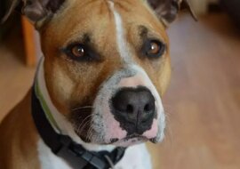 Dziecko otrzymało surową karę za złe zachowanie. Nagle pies pokazał mu empatię i współczucie. Rodzice natychmiast skrócili karę