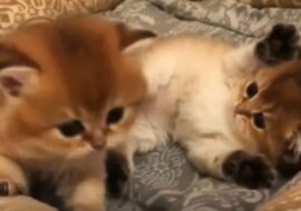 Puszyste kocięta rozpoczęły zabawę w wojnę. Co za piękny widok