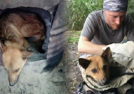 Mężczyzna uratował rannego psa, narażając swoje życie