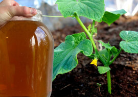 Skuteczne nawożenie: ogórki natychmiast zaczną rosnąć