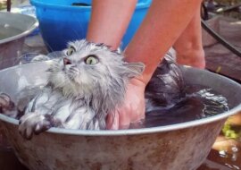 Gorące lato i zwierzęta domowe. Śmieszne zdjęcia