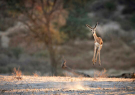 Zwycięzcy konkursu na najzabawniesze zdjęcie natury