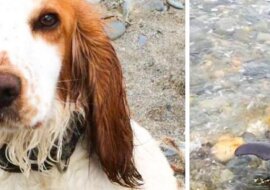 Pies pomógł uratować małego delfina, który utknął na brzegu