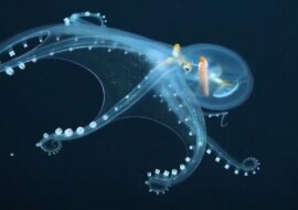 Bardzo rzadka „ośmiornica szklana” została sfilmowana na Oceanie Spokojnym: wideo
