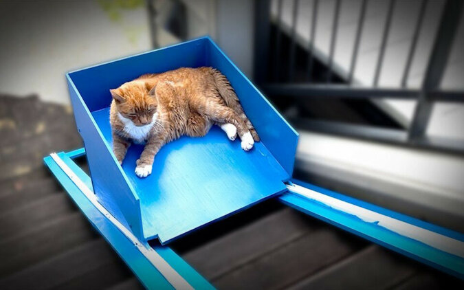 Bloger z Nowej Zelandii zbudował windę dla swojego starego kota, który ma problemy ze schodzeniem po schodach