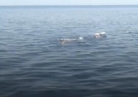 Ludzie zauważyli stertę śmieci w morzu, ale to nie były śmieci