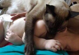 Syjamska kotka została obrończynią dziecka