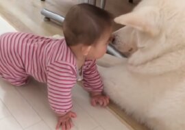 Najlepsi przyjaciele na świecie to śmieszne psy i słodkie dzieci. Wideo które poprawi humor