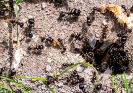 Najszybszy sposób na pozbycie się mrówek w ogrodzie