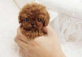 Pudle toy: najmniejsze pudle na świecie