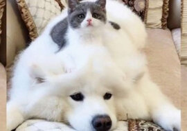 Mały kot i Puszek: jak przyjaźnią się pies i kot