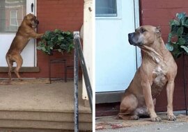 Pies czekał na werandzie przez kilka tygodni po tym, jak jego rodzina się przeprowadziła i opuściła go