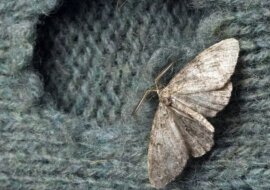 Z domu zniknęły ćmy i stęchliznę. Znajoma opowiedziała o naturalnym środku w 5 minut