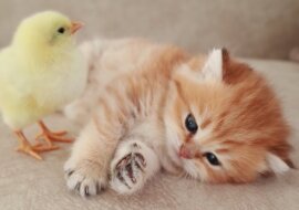 Kociak i kurczaczek zdrzemnęli się razem. Wideo