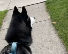 Husky był bardzo zaskoczony dekoracjami przed Halloweenem - jego reakcja jest przezabawna. Wideo
