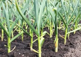 Jak dokarmiać czosnek w czerwcu, aby zawiązał większe główki? Zobacz