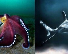 Niesamowite zdjęcia oceanu, które wygrały międzynarodowy konkurs fotograficzny