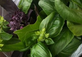 Jak przechować zieleń aby żeby była zawsze świeża?