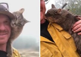 Ten kot jest niezwykle wdzięczny strażakowi. Zobacz, dlaczego i spróbuj się nie wzruszyć