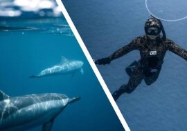 Delfin poprosił nurków o pomoc, bo przydarzyły mu się kłopoty, po czym podziękował ratownikom
