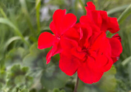 Moje pelargonie, fiołki i petunie nigdy nie były tak bujne. Dokarmiam je po prostu kefirem