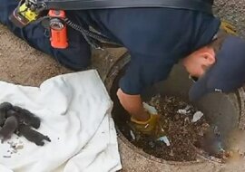 Strażacy uratowali 8 szczeniąt z kanału, ale okazało się, że to wcale nie są szczenięta