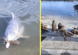 Mieszkający w Australii delfin o imieniu Mystic bardzo tęsknił za ludźmi podczas kwarantanny