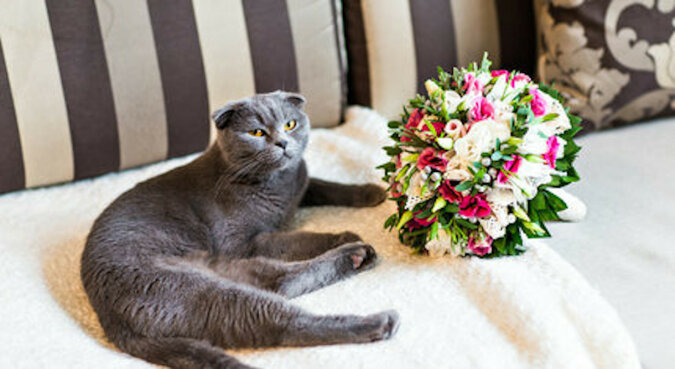 Kotka prawie zepsuła ślub swoich właścicieli zjadając niebezpieczne kwiaty z bukietu panny młodej