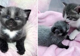 Kotek o niecodziennym umaszczeniu zaczął przygody od pierwszych dni życia