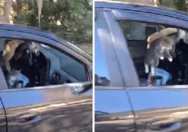 Kocia impreza: co się stanie, jeśli zapomnisz zamknąć okno w samochodzie. Wideo