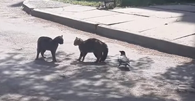 To niesamowite: dzielna wrona przerwała walkę kotów. Wideo