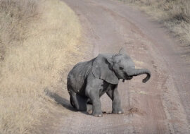 Czy widziałeś, jak słoniątka złoszczą się na swoich rodziców?