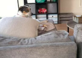 Czego potrzebujesz? Piesek jednym ruchem rozśmieszył internet