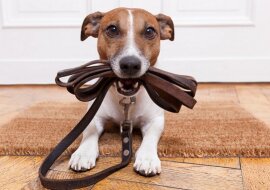 Schludne rasy psów odpowiednie do mieszkania i domu