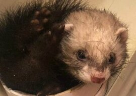 Coś małego i brudnego utknęło w rurze i płakało prosząc o pomoc