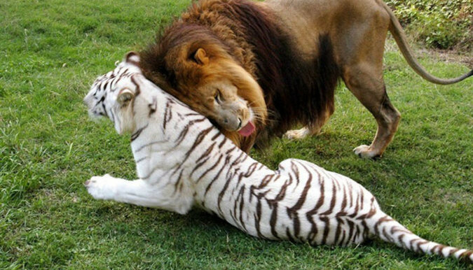 Lew zakochał się w białej tygrysicy i razem opuścili zoo