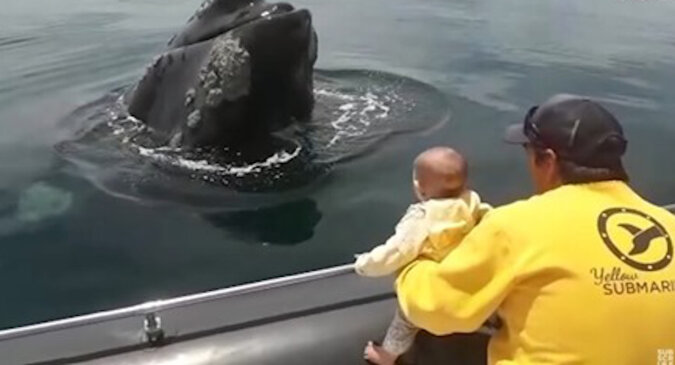 Wieloryb bawi się z dzieckiem w „a kuku”. Niesamowite