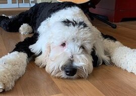 Pies nauczył się wyznawać właścicielom swoją miłość za pomocą słów