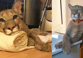 Z zoo uratowano małą pumę, teraz jest to urocze zwierzę domowe