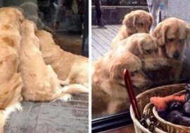 20 zabawnych dowodów na to, że nie ma lepszego psa niż retriever lub labrador