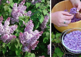 Co musisz zrobić wiosną podczas szczytu kwitnienia bzu